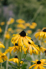 bee on yellow flower