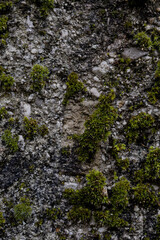 moss on stone