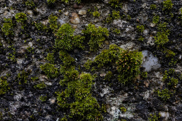 moss on stone