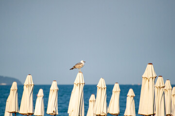 seagull sitting on beach umbrella on th ebeach
