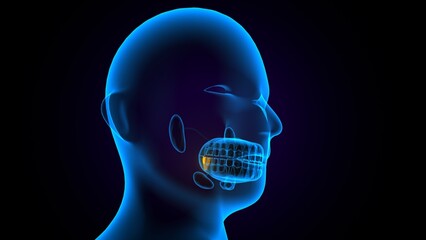 Obraz premium female teeth structure anatomy. 3d render