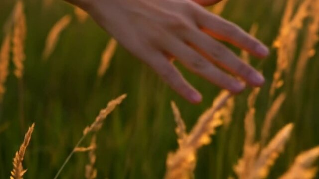 Hand touches golden grass sunset