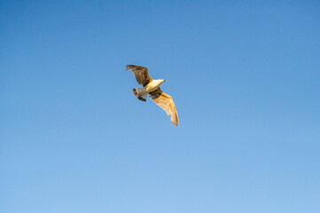 flying seagull with spread its wings