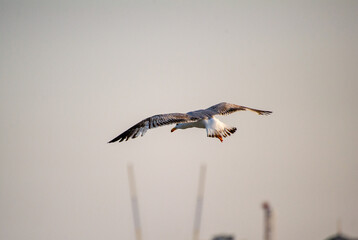 seagull in flight in sky