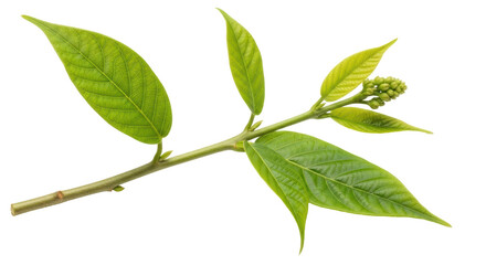 Isolated Fresh Green Branch with Buds
