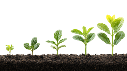 the stages of plant growth on transparent background PNG