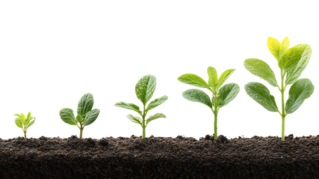 the stages of plant growth on transparent background PNG
