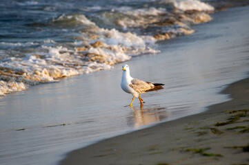 seagull walking  on the beach