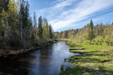 Salaca river in Latvia near Mazsalaca town. Forest on river banks, springtime season