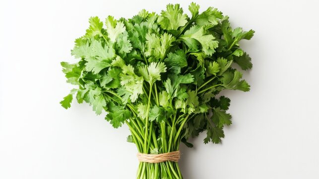 culantro Freshly gathered cilantro bundle with vibrant green leaves tied together.