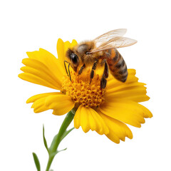 A honeybee collecting pollen from a bright yellow flower against a stark black background image capture