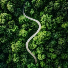 Aerial view of curving path in green forest landscape