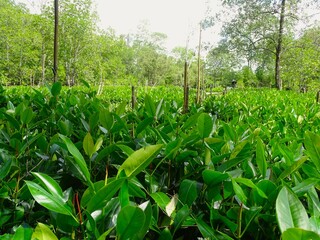 Fototapeta premium Mangrove nursery with Rhizophora sp species on Burung Island, Tanah Bumbu Regency, South Kalimantan Province, Indonesia