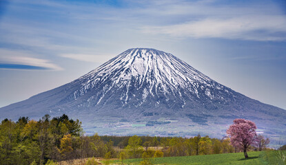 北海道京極町　羊蹄山と桜　ニセコ　倶知安　山
