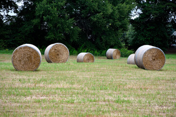 hay bales in a field