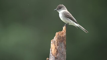 Carolina Chickadee perched on a branch, replaced by an incoming Eastern Phoebe - Powered by Adobe