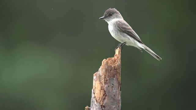 Carolina Chickadee perched on a branch, replaced by an incoming  Eastern Phoebe