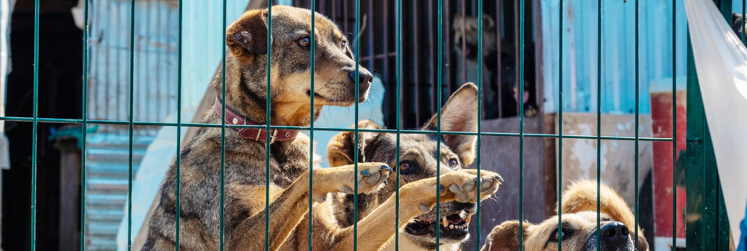 Sad homeless dog in a shelter. Dog behind the fance in animal shelter.