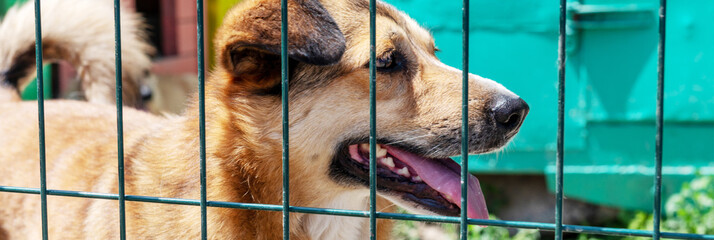 Sad homeless dog in a shelter. Dog behind the fance in animal shelter.