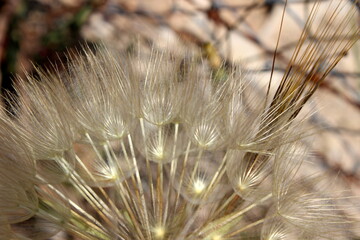 gro&szlig;er Bocksbart, Tragopogon dubius, Pusteblume Nahaufnahme