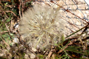 gro&szlig;er Bocksbart, Tragopogon dubius, Pusteblume Nahaufnahme