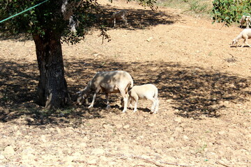 Schafherde , Schafe mit L&auml;mmern 