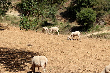 Schafherde , Schafe mit L&auml;mmern 