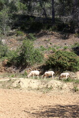 Schafherde , Schafe mit Lämmern 