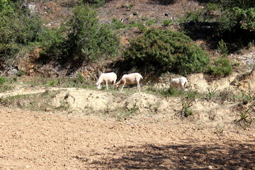 Schafherde , Schafe mit L&auml;mmern 