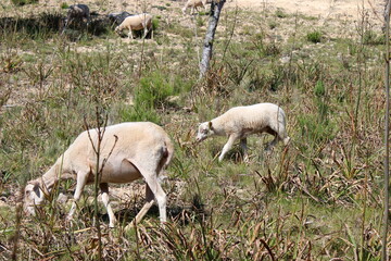 Schafherde , Schafe mit L&auml;mmern 