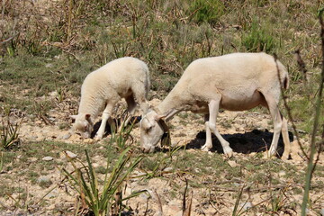 Schafherde , Schafe mit L&auml;mmern 