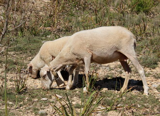Schafherde , Schafe mit L&auml;mmern 