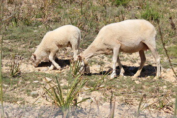 Schafherde , Schafe mit L&auml;mmern 