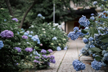 紫陽花　あじさいの道　