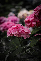 紫陽花　ピンクのあじさい
