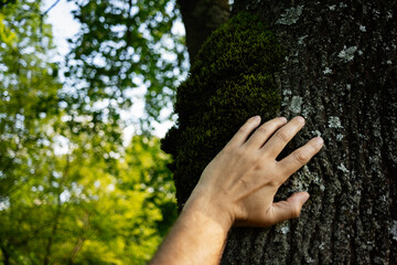 Hand touching moss-covered tree trunk in a bright green forest landscape