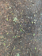 Close-up of Wet Forest Floor with Small Green Sprouts and Twigs in Natural Light