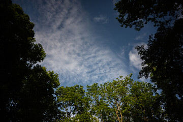 Serene view of a cloudy sky framed by lush green tree tops