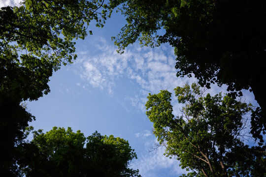 Looking up at a serene blue sky framed by lush green tree tops - Powered by Adobe