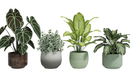 Fototapeta premium Beautiful potted plants collection green leaves home decor lush room fresh on transparent background