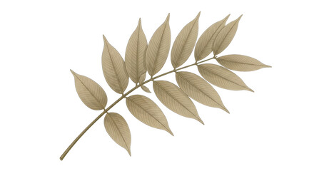 Isolated Leaf Branch