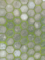 Hexagonal Concrete Paving Stones with Green Moss Growth on Surface