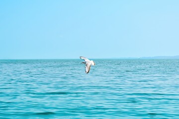 Seagull flying over calm blue sea under clear sky, perfect for travel ads, nature blogs, freedom...