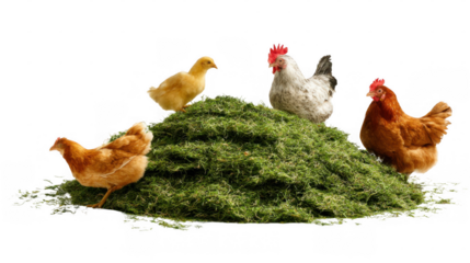 Two brown hens, a white rooster, and a yellow chick perched on a pile of fresh grass clippings, isolated on a transparent background for agricultural themes