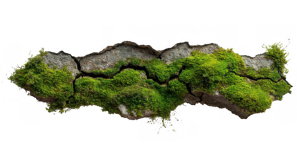 Vibrant green moss thrives in the cracks of a weathered wall, creating a striking contrast against the gray stone on a transparent background, ideal for nature themed compositions