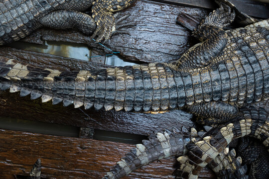Photography of wild reptiles