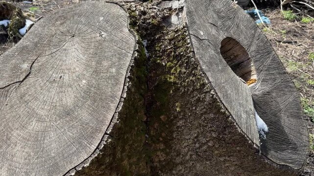 Double stump of old ash tree in spring sunny weather