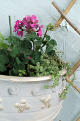 yellow flower pot with various plants on a cracked wall background