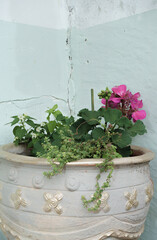 yellow flower pot with various plants on a cracked wall background