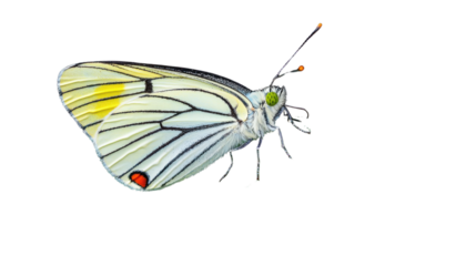 Closeup of a delicate butterfly with intricate multicolored wing patterns perched on a leaf in a natural outdoor setting